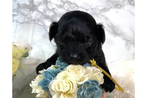 成約済の福岡県のチワプー:チワワ×トイプードル-209648の5枚目