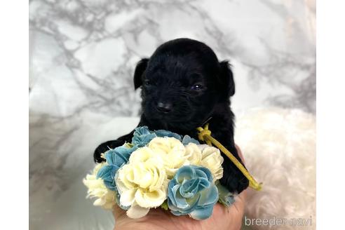 成約済の福岡県のチワプー:チワワ×トイプードル-209648の6枚目