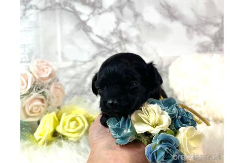 成約済の福岡県のチワプー:チワワ×トイプードル-209648の7枚目