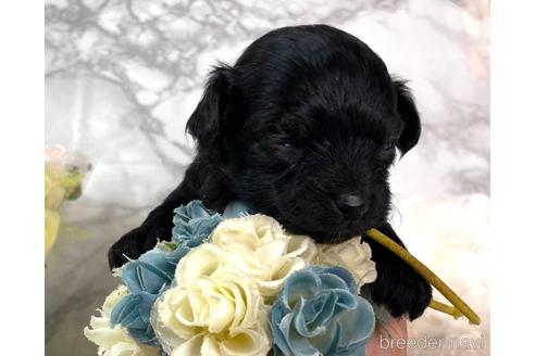 成約済の福岡県のチワプー:チワワ×トイプードル-209648の8枚目