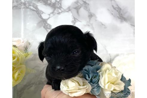 成約済の福岡県のチワプー:チワワ×トイプードル-209648の9枚目