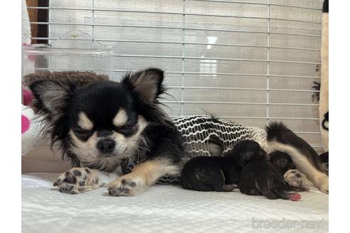成約済の福岡県のチワワ(ロングコート)-212173の49枚目