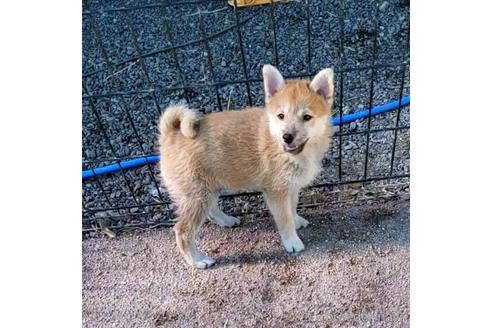 成約済の茨城県のミックス犬-204506の26枚目