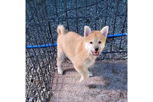 成約済の茨城県のミックス犬-204506の29枚目