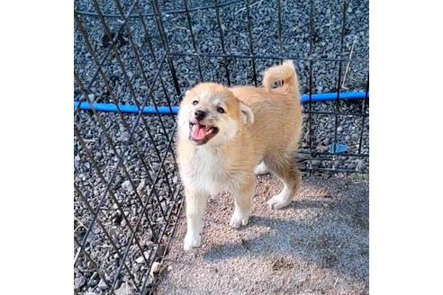 成約済の茨城県のミックス犬-204506の30枚目