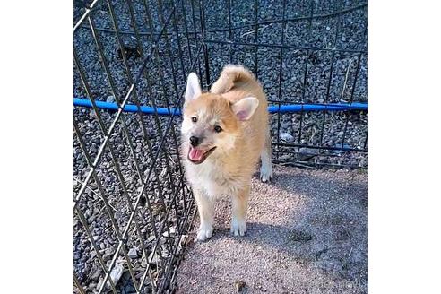 成約済の茨城県のミックス犬-204506の28枚目