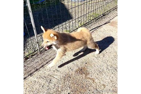 成約済の茨城県のミックス犬-204506の27枚目