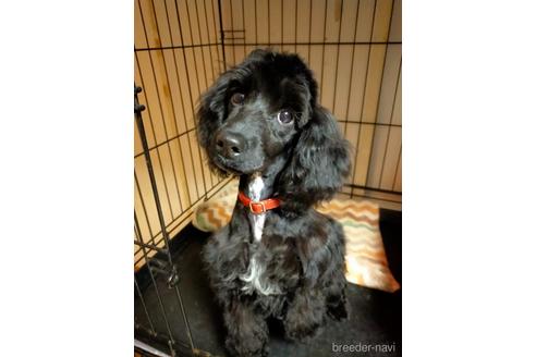 成約済の岡山県のミックス犬-207053の1枚目
