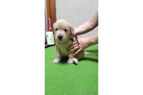 成約済の静岡県のゴールデンレトリーバー-210549の2枚目