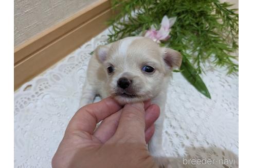成約済の広島県のチワワ(ロングコート)-212265の43枚目