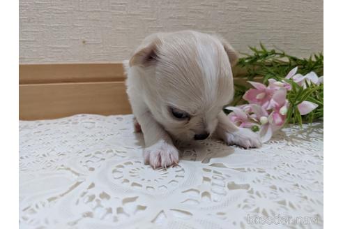 成約済の広島県のチワワ(ロングコート)-212265の42枚目