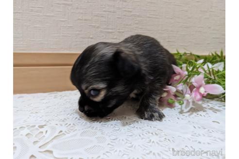 成約済の広島県のチワワ(ロングコート)-212266の47枚目