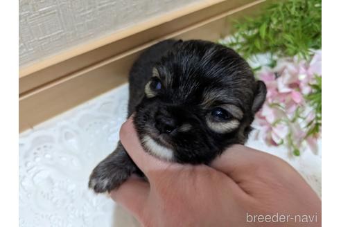 成約済の広島県のチワワ(ロングコート)-212266の46枚目