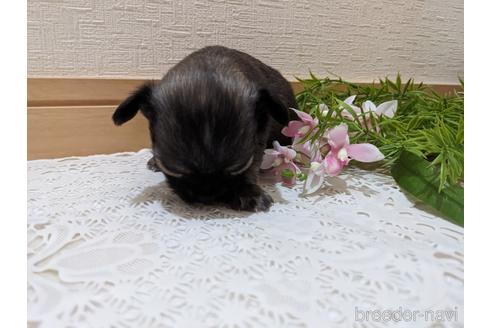 成約済の広島県のチワワ(ロングコート)-212266の44枚目