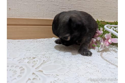 成約済の広島県のチワワ(ロングコート)-212266の41枚目