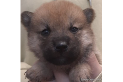 成約済の富山県の柴犬-212336