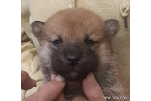 成約済の富山県の柴犬-212336の4枚目