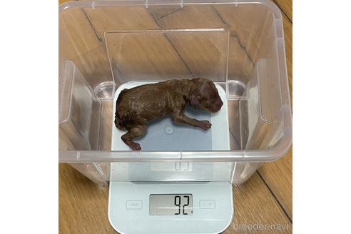 成約済の福岡県のトイプードル-212402の7枚目
