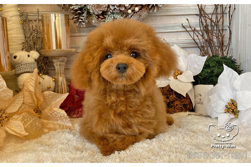 成約済の愛知県のタイニープードル-200703の6枚目