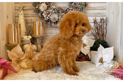 成約済の愛知県のタイニープードル-200703の5枚目