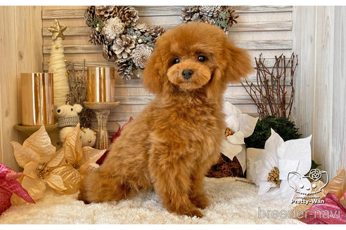 成約済の愛知県のタイニープードル-200703の4枚目