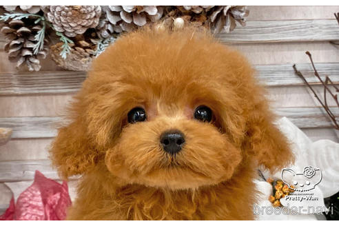 成約済の愛知県のタイニープードル-208559の2枚目