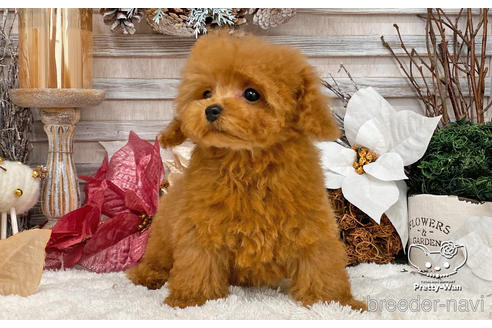 成約済の愛知県のタイニープードル-208559の3枚目