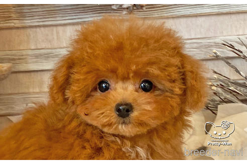 成約済の愛知県のタイニープードル-212422の10枚目