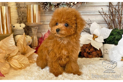 成約済の愛知県のタイニープードル-212422の6枚目