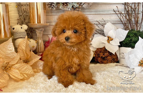 成約済の愛知県のタイニープードル-212422の7枚目