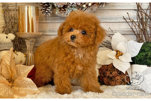 成約済の愛知県のタイニープードル-212422の8枚目