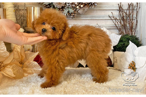 成約済の愛知県のタイニープードル-212422の9枚目