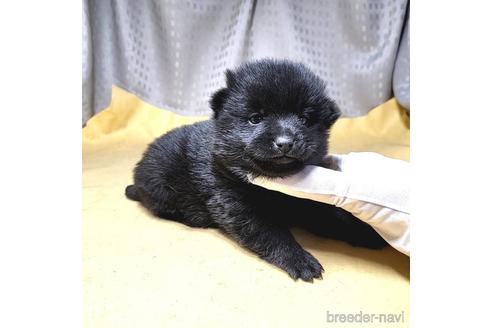 成約済の茨城県のスキッパーキ-212489の18枚目
