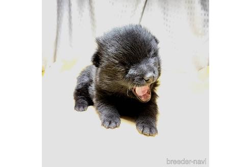 成約済の茨城県のスキッパーキ-212489の19枚目