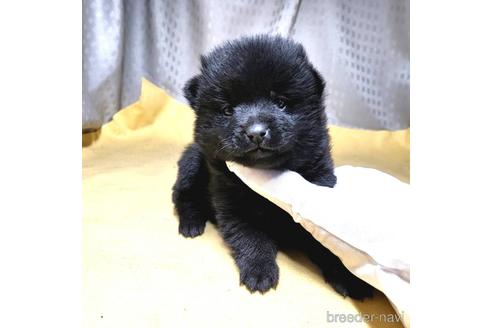 成約済の茨城県のスキッパーキ-212489の17枚目