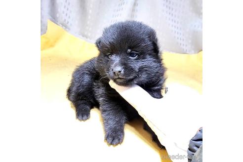 成約済の茨城県のスキッパーキ-212489の16枚目