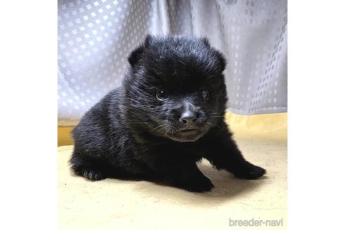 成約済の茨城県のスキッパーキ-212492の6枚目