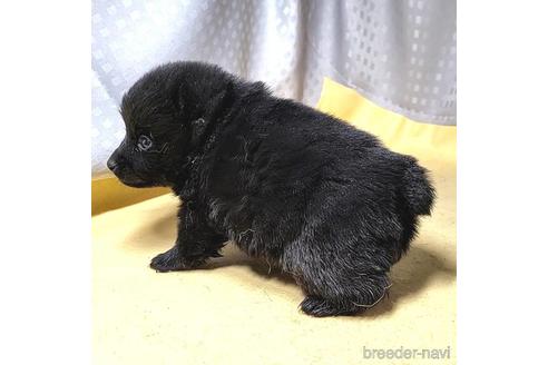 成約済の茨城県のスキッパーキ-212492の8枚目