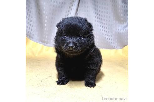 成約済の茨城県のスキッパーキ-212492の9枚目