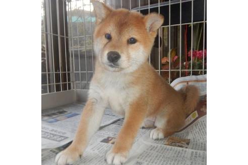 成約済の鹿児島県の柴犬-212507の4枚目