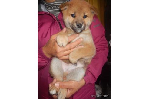 成約済の鹿児島県の柴犬-212508の2枚目