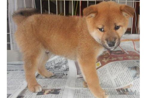 成約済の鹿児島県の柴犬-212508の3枚目