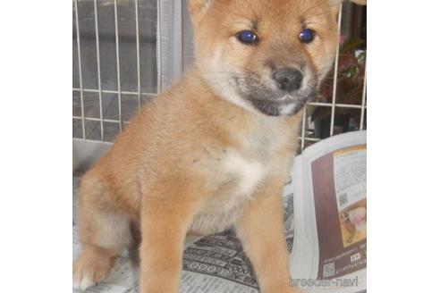 成約済の鹿児島県の柴犬-212508の4枚目