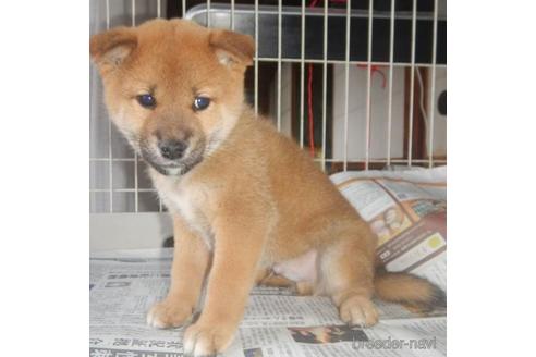 成約済の鹿児島県の柴犬-212508の1枚目