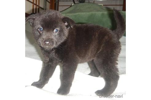 成約済の鹿児島県の甲斐犬-212514の5枚目