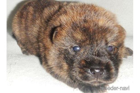 成約済の鹿児島県の甲斐犬-212517の4枚目