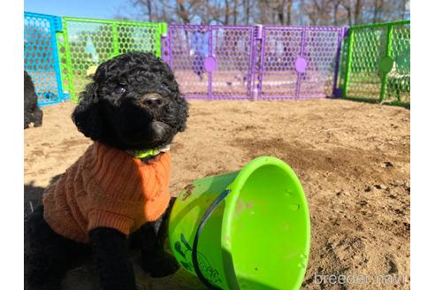 成約済の東京都のミックス犬-208894の12枚目