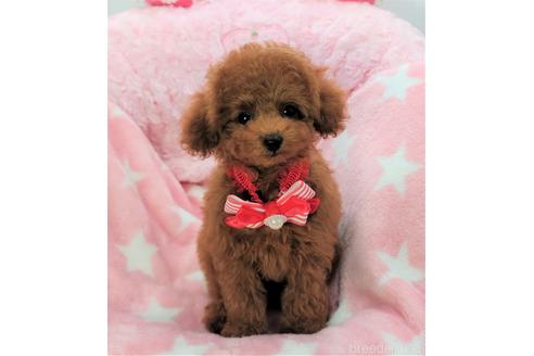 子犬