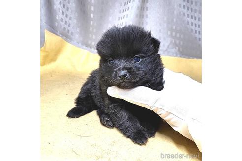 成約済の茨城県のスキッパーキ-212583