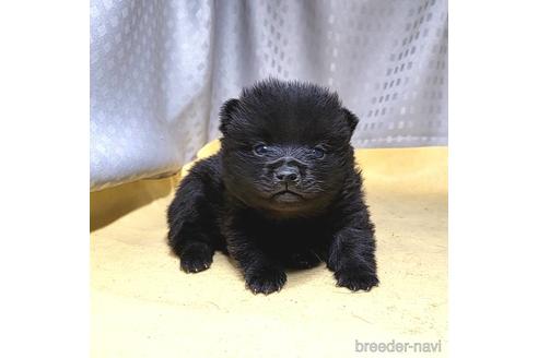 成約済の茨城県のスキッパーキ-212583の5枚目